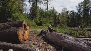 How Our Tree Care Process Works  in  Greenville, IN