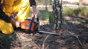 Professional Tree Services in Greenville, IN