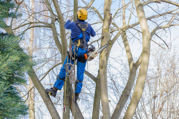 Best Lawn Pest Prevention  in Greenville, IN