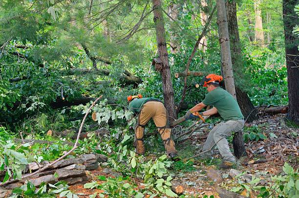 Best Tree and Shrub Care  in Greenville, IN