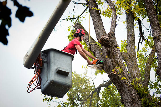 Best Fruit Tree Pruning  in Greenville, IN