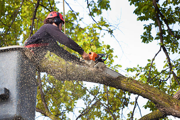 Best Hedge Trimming  in Greenville, IN