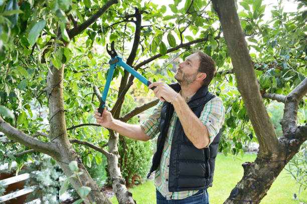 Best Tree Trimming and Pruning  in Greenville, IN